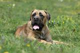 BOERBULL 010